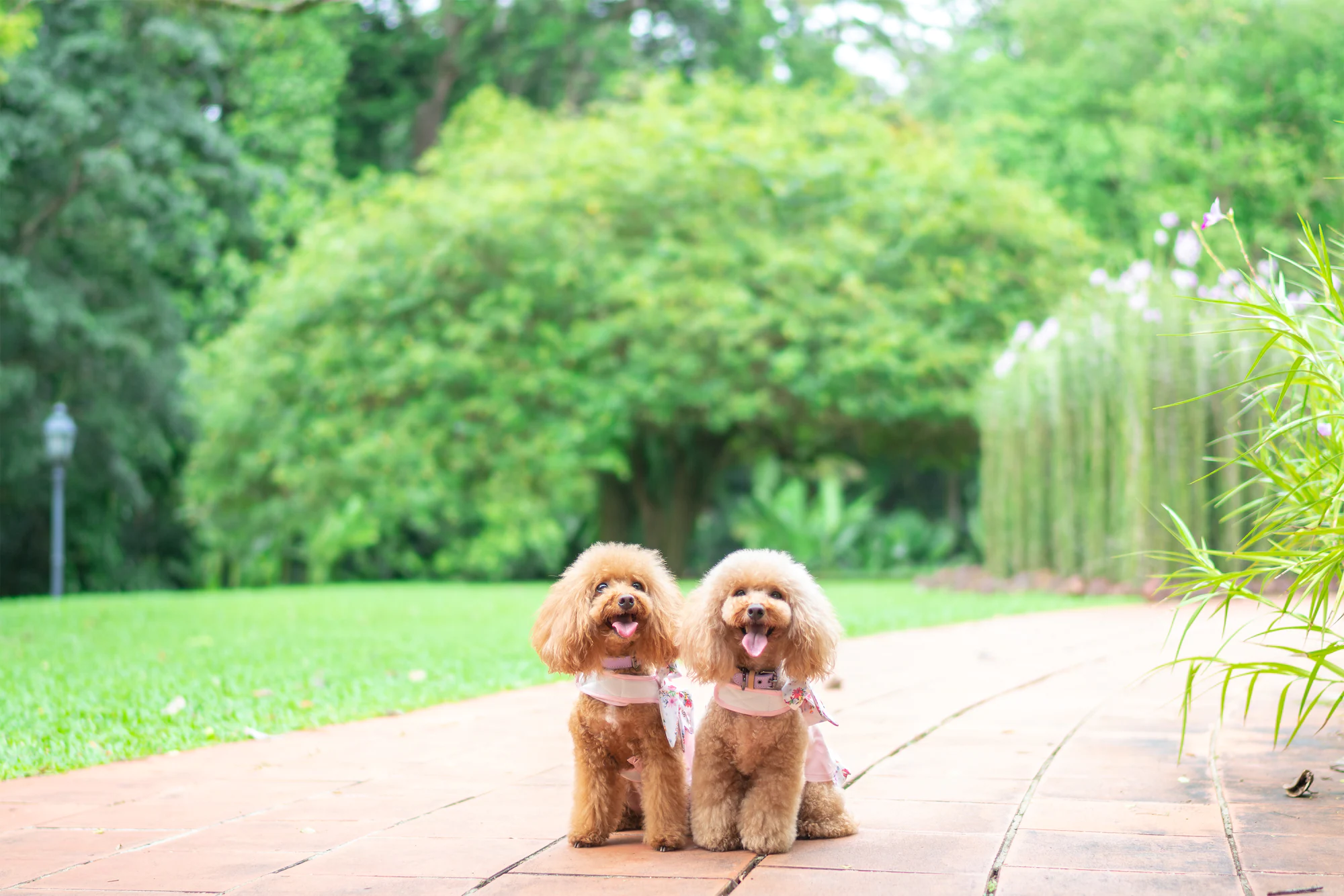 Fort Canning Centre has pretty lawns to capture your furry friends in a dog-friendly evironment with the Alpha 7R III
