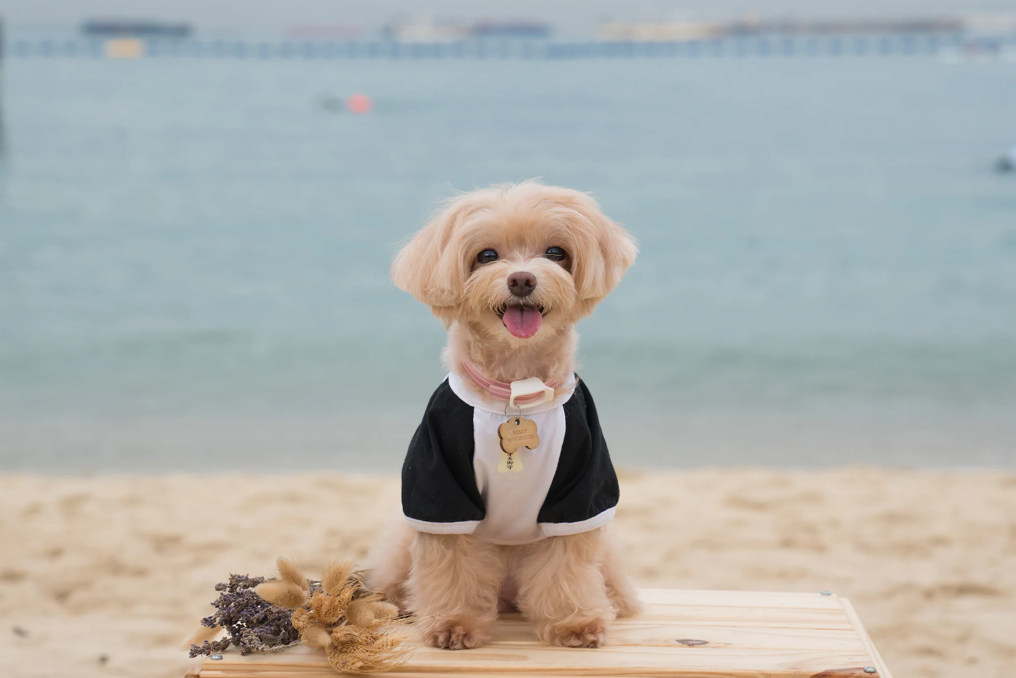 Tanjong Beach is an ideal place for a doggy shoot! There are both sand and sea to explore shots with the Alpha 7R III