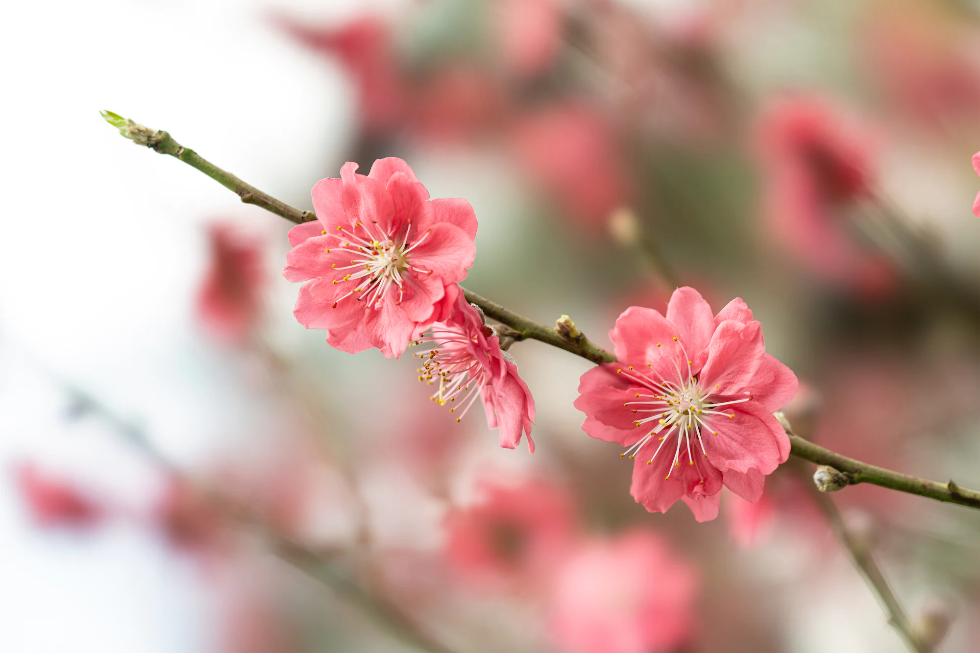 The SEL100F28GM offers smooth bokeh and a close focusing mode for beautiful floral close-up