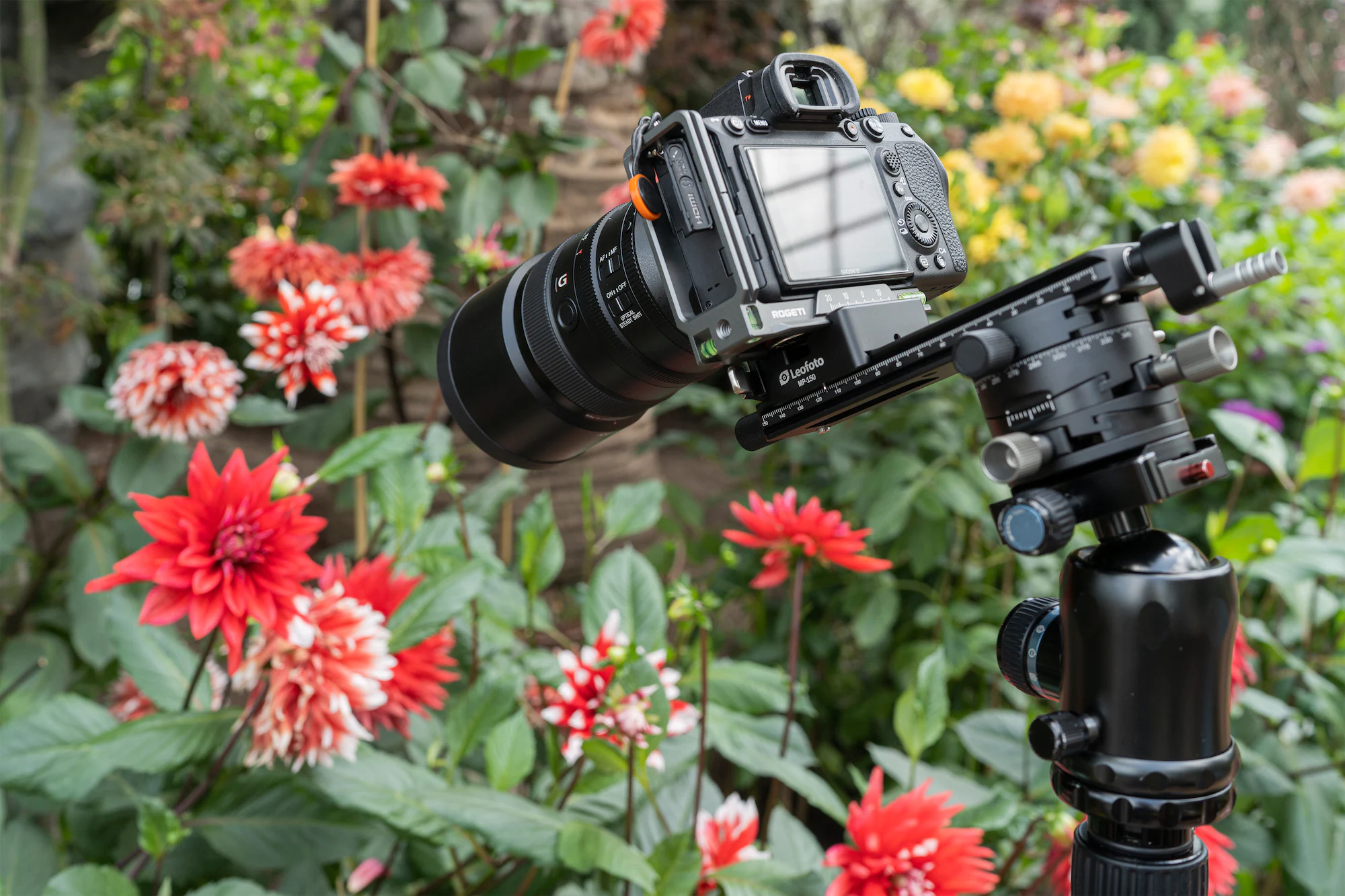 Use a macro-focusing rail to take close-ups to the next level