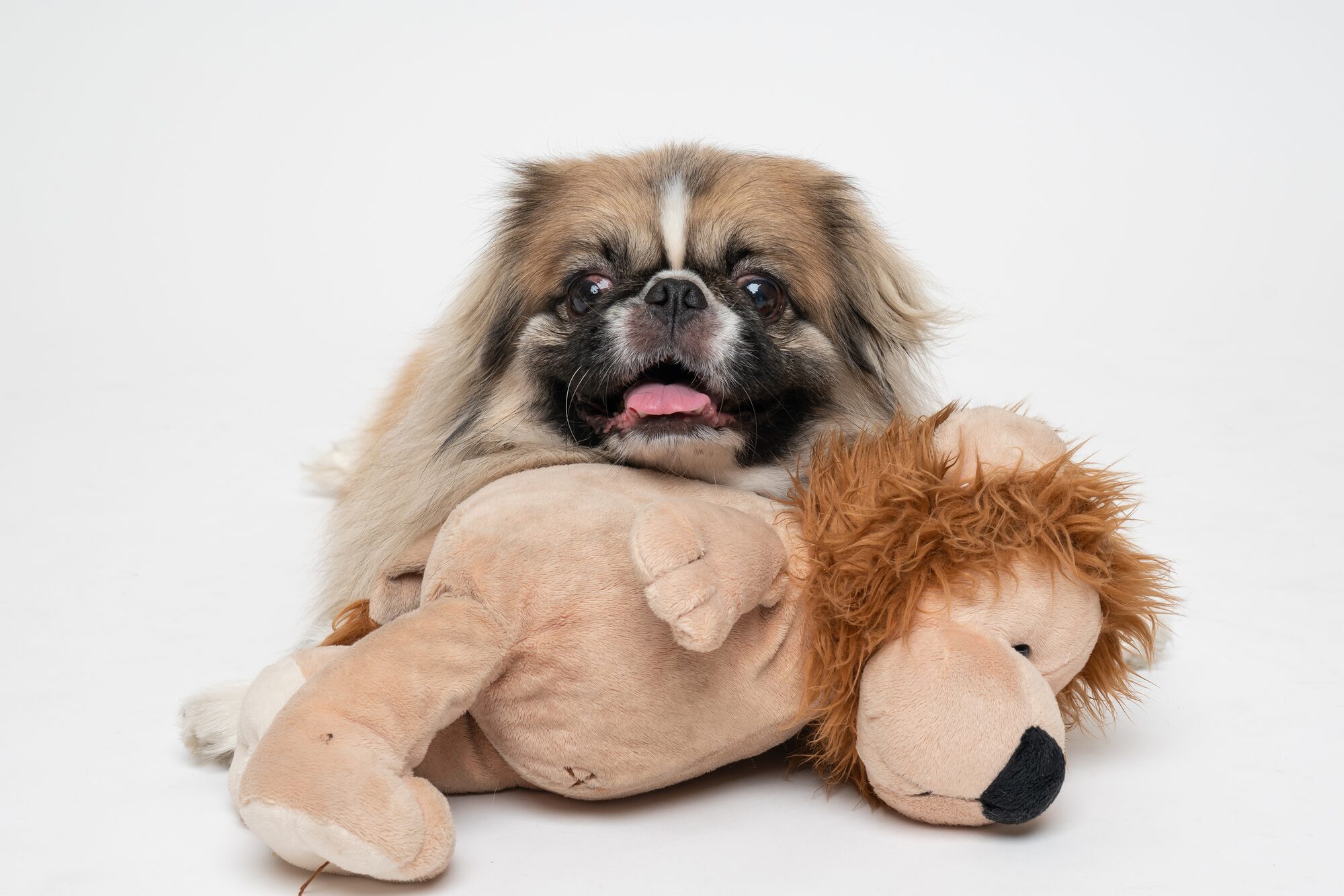 Use toys and treats to lure your furry friend to 'pose'. With a stuffed toy, the dog is seen truly happy in this shot taken by Sony's Alpha 7R III