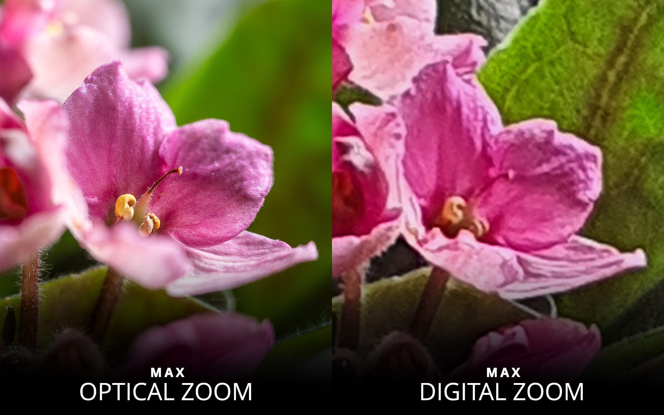 Comparison of an image of a flower with optical and digital zoom