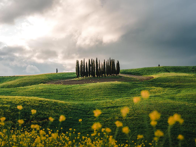 Wide shot of a rolling field with a group of tall trees in the distance