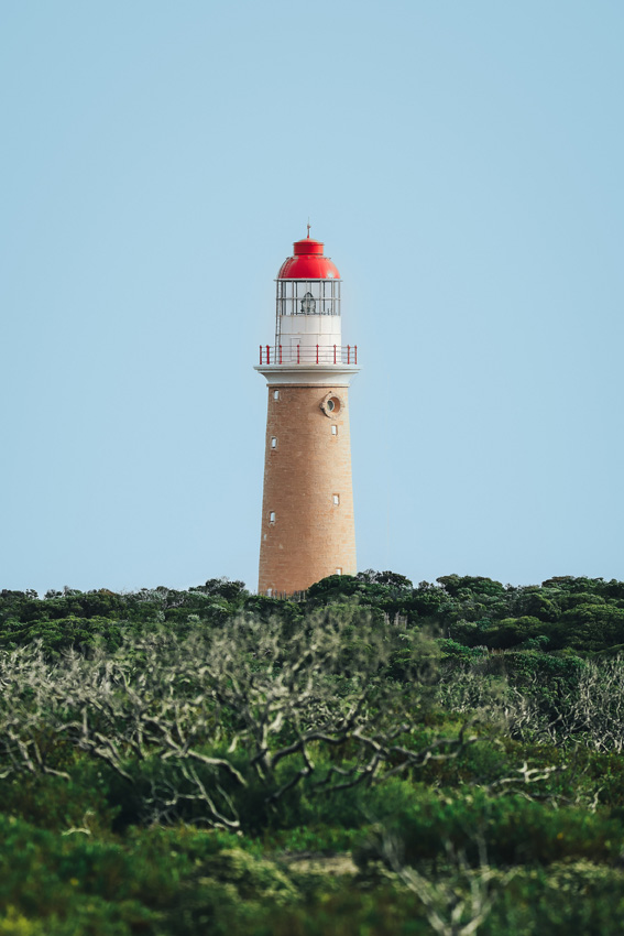 Lighthouse against a clear sky with bushes in the foreground