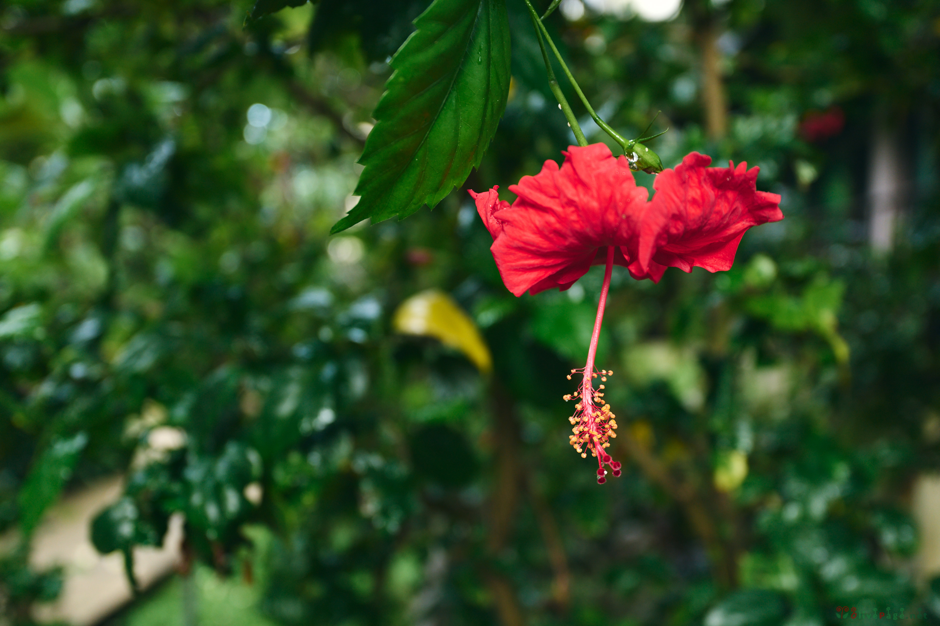 Wide-angle close-up of hibiscus 