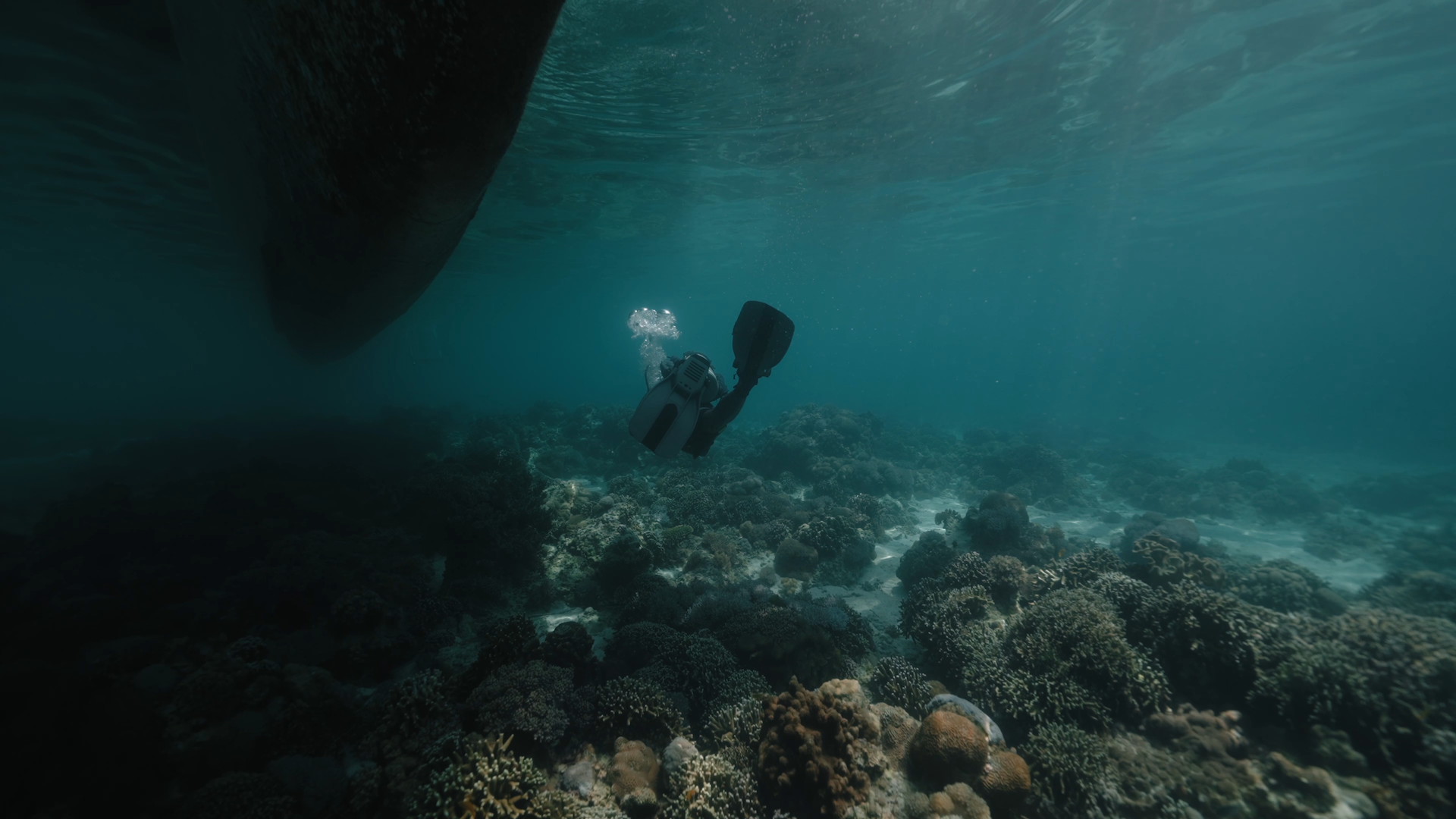 Diver swimming underwater above a bed of corals