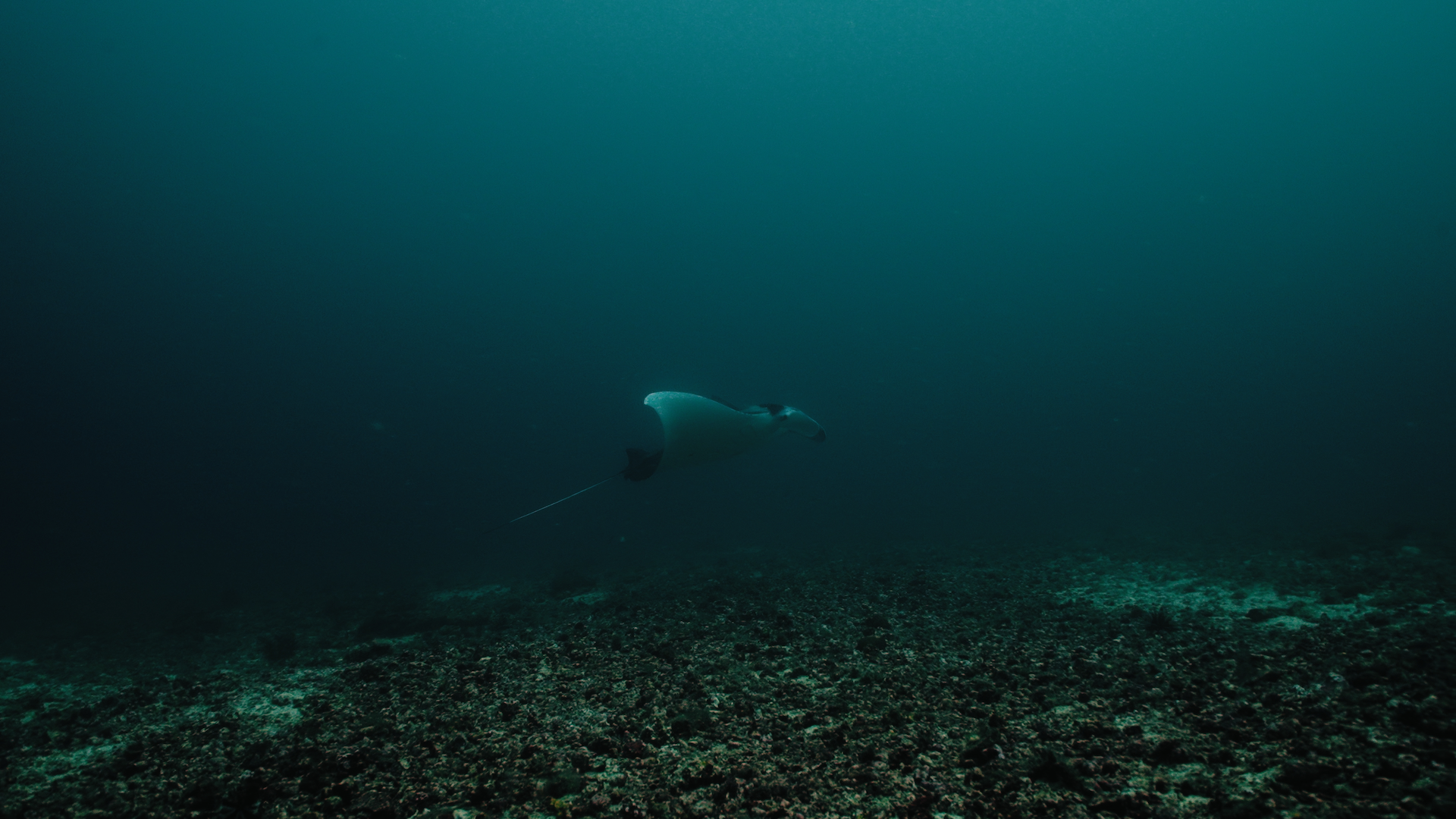 A single Manta Ray swimming across the ocean