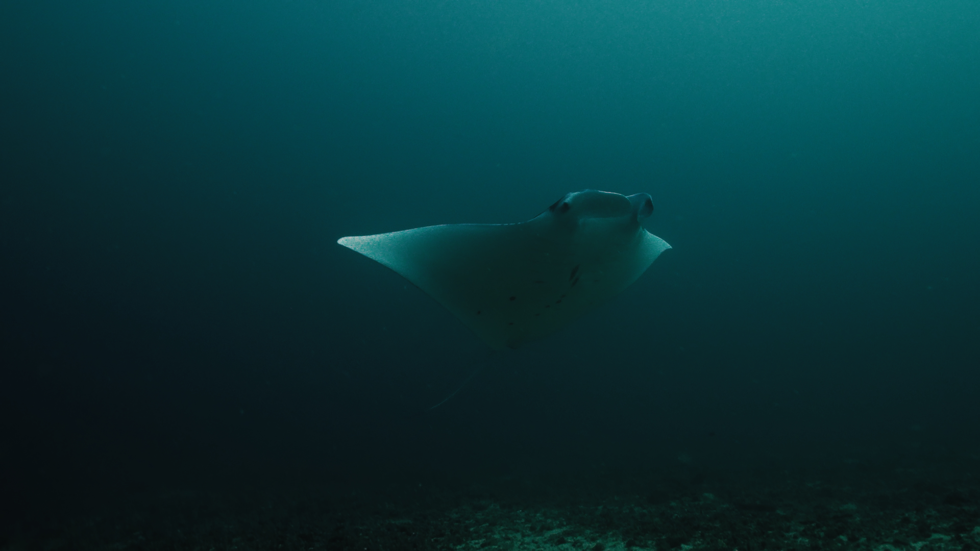 Still of a Manta Ray from a video